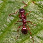 Gewone Steekmier -Myrmica Rubra