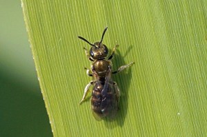 Langkopsmaragdgroefbij - Lasioglossum morio