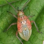 Miridae nimf -Lygus rugulipennis