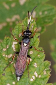 Wesp -Sluipwesp onbekend - Ichneumonidae indet