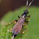 Wesp -Sluipwesp onbekend - Ichneumonidae indet