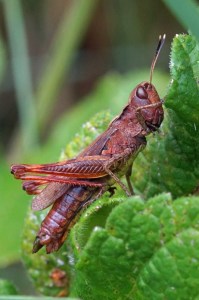 Weidesprinkhaan - vrouw- Chorthippus dorsatus