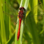 Bloedrode Heidelibel