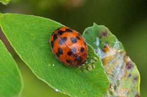 Vierentwintigstippelig Lieveheersbeestje -Subcoccinella vigintiquatuorpunctata