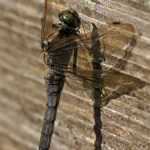 Gewone Oeverlibel - Orthetrum cancellatum