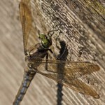 Gewone Oeverlibel - Orthetrum cancellatum