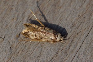 Witkopmot - Endrosis sarcitrella