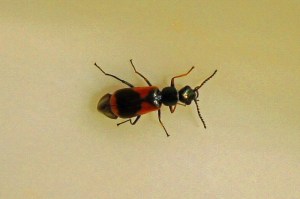 Dubbelgevlekte Basterdweekschild - Anthocomus fasciatus