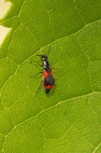 Dubbelgevlekte Basterdweekschild - Anthocomus fasciatus