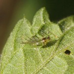 Gewone Rozenluis -Macrosiphum rosae