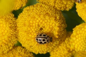 Zestienpuntlieveheersbeestje -Tytthaspis sedecimpunctata