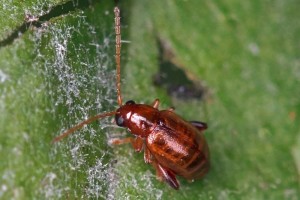 Gele Kattenstaartaardvlo Lythraria salicariae