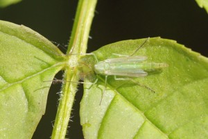 Groene Dansmug - Chironomus spec