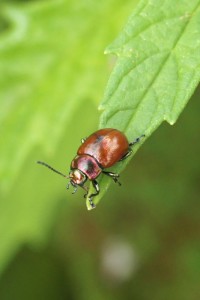 Moertje of tweekleurig goudhaantje -Chrysolina polita