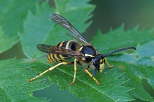 Plooivleugelwesp -Boswesp -Dolichovespula sylvestris