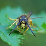 Plooivleugelwesp -Boswesp -Dolichovespula sylvestris