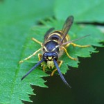 Plooivleugelwesp -Boswesp -Dolichovespula sylvestris