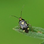 Brandnetelwants - Liocoris tripustulatus