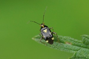 Brandnetelwants - Liocoris tripustulatus