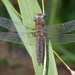 Bruine Korenbout - Libellula fulva