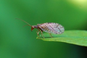 Bruine gaasvlieg - Micromus angulatus 