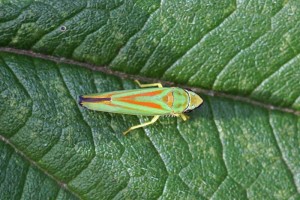 Cicadellidae-Graphocephala fennahi