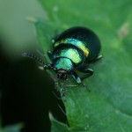 Groen Zuringhaantje - Gastrophysa viridula