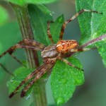 Kruisspin -Araneus diadematus