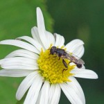 Menuetzweefvlieg -Syritta pipiens