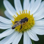 Menuetzweefvlieg -Syritta pipiens