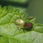 Miridae -Apolygus spinolae