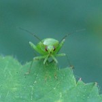 Miridae - Groene Wilgenschaduwwants -Lygocoris rugicollis