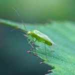 Miridae - Groene Wilgenschaduwwants -Lygocoris rugicollis