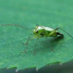 Miridae - Groene Wilgenschaduwwants -Lygocoris rugicollis