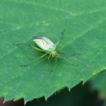 Miridae - Groene Wilgenschaduwwants -Lygocoris rugicollis