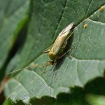 Miridae - Orthotylus spec