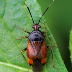 Rode Halsbandwants -Deraeocoris ruber