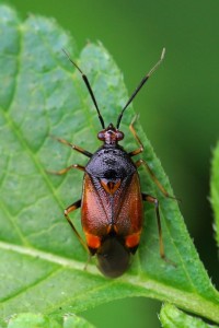 Rode Halsbandwants -Deraeocoris ruber