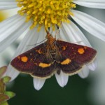 Muntvlindertje -Pyrausta aurata