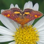 Muntvlindertje -Pyrausta aurata