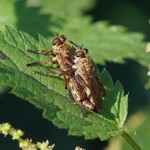 Roofvliegen Ringpootroofvlieg Machimus cingulatus