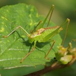 Struiksprinkhaan -man-Leptophyes punctatissima