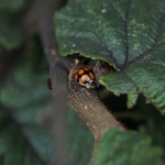 Tienstippelig lieveheersbeestje -Adalia decempunctata