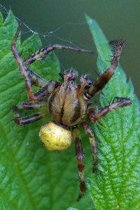 Viervlekwielwebspin - man- Araneus quadratus