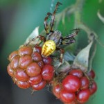 Viervlekwielwebspin - man- Araneus quadratus