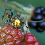 Viervlekwielwebspin - man- Araneus quadratus