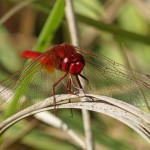 Vuurlibel -Crocothemis erythraea