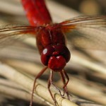 Vuurlibel -Crocothemis erythraea