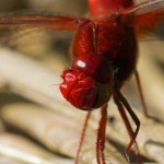 Vuurlibel -Crocothemis erythraea