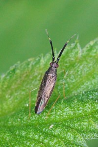 Slanke diksprietblindwants -Heterotoma planicornis